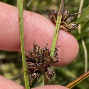 Juncus falcatus at Cotter River, ACT - 26 Feb 2023