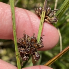 Juncus falcatus at Cotter River, ACT - 26 Feb 2023