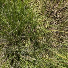 Juncus falcatus at Cotter River, ACT - 26 Feb 2023