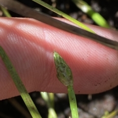 Isolepis crassiuscula at Cotter River, ACT - 26 Feb 2023