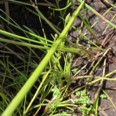 Isolepis crassiuscula at Cotter River, ACT - 26 Feb 2023