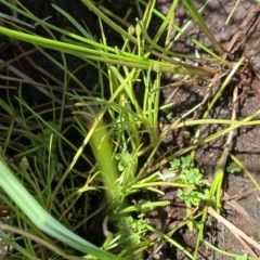 Isolepis crassiuscula at Cotter River, ACT - 26 Feb 2023