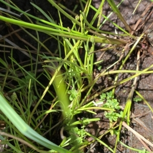 Isolepis crassiuscula at Cotter River, ACT - suppressed