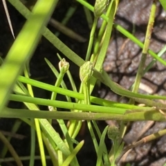 Isolepis crassiuscula at Cotter River, ACT - 26 Feb 2023