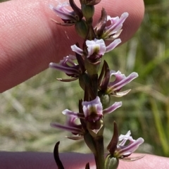 Paraprasophyllum venustum (Charming leek orchid) at Cotter River, ACT - 26 Feb 2023 by Tapirlord