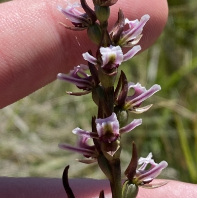 Paraprasophyllum venustum (Charming leek orchid) at Cotter River, ACT - 26 Feb 2023 by Tapirlord