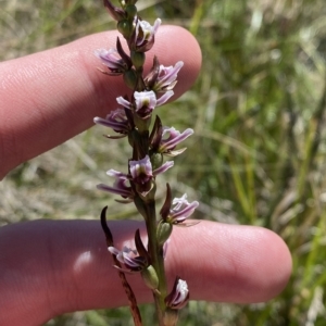 Paraprasophyllum venustum at Namadgi National Park - 26 Feb 2023