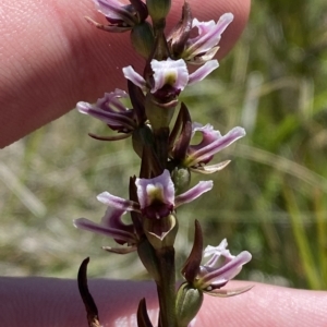 Paraprasophyllum venustum at Namadgi National Park - 26 Feb 2023