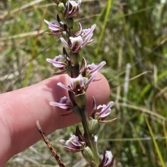 Paraprasophyllum venustum at Namadgi National Park - 26 Feb 2023