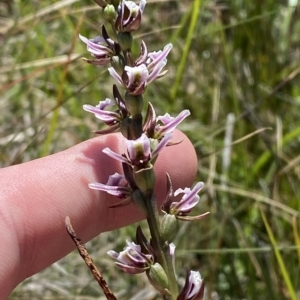Prasophyllum venustum at Namadgi National Park - 26 Feb 2023
