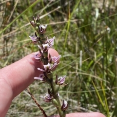 Prasophyllum venustum at Namadgi National Park - 26 Feb 2023