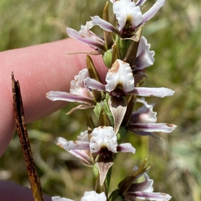 Paraprasophyllum alpestre (Mauve leek orchid) at Cotter River, ACT - 26 Feb 2023 by Tapirlord