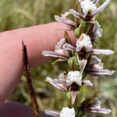 Paraprasophyllum alpestre at Cotter River, ACT - suppressed