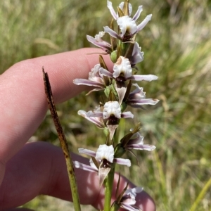 Paraprasophyllum alpestre at Cotter River, ACT - suppressed