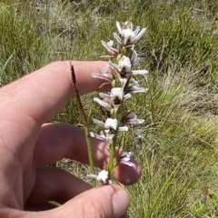 Paraprasophyllum alpestre at Cotter River, ACT - suppressed