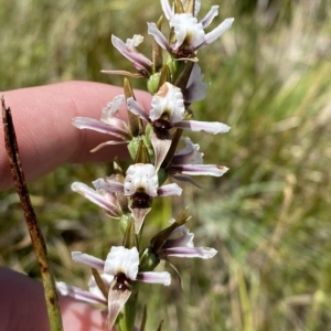 Paraprasophyllum alpestre at Cotter River, ACT - suppressed