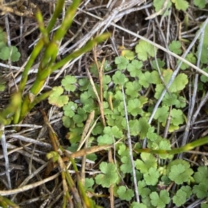 Hydrocotyle algida at Cotter River, ACT - 26 Feb 2023