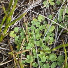 Hydrocotyle algida at Cotter River, ACT - 26 Feb 2023