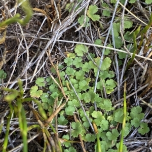 Hydrocotyle algida at Cotter River, ACT - 26 Feb 2023