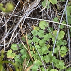 Hydrocotyle algida at Cotter River, ACT - 26 Feb 2023