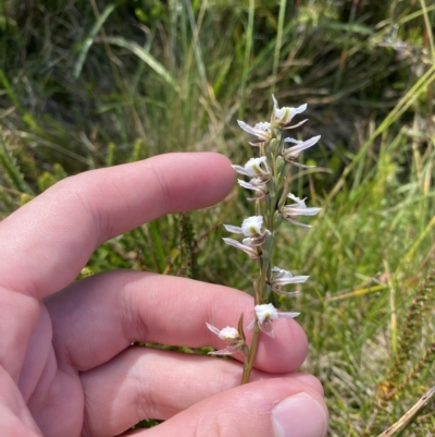 Paraprasophyllum alpestre (Mauve leek orchid) at Cotter River, ACT - 26 Feb 2023 by Tapirlord