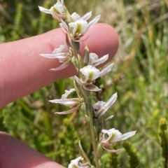 Paraprasophyllum alpestre at Cotter River, ACT - suppressed