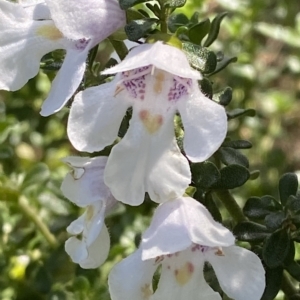 Prostanthera cuneata at Cotter River, ACT - 26 Feb 2023