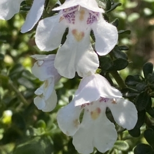 Prostanthera cuneata at Cotter River, ACT - 26 Feb 2023