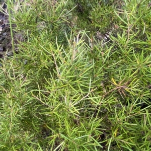 Grevillea australis at Cotter River, ACT - 26 Feb 2023