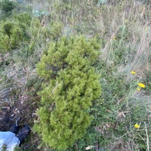 Grevillea australis at Cotter River, ACT - 26 Feb 2023 12:34 PM