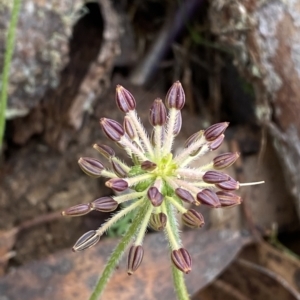 Oreomyrrhis ciliata at Cotter River, ACT - 26 Feb 2023 12:31 PM