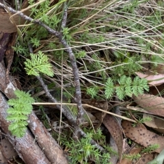 Oreomyrrhis ciliata at Cotter River, ACT - 26 Feb 2023 12:31 PM