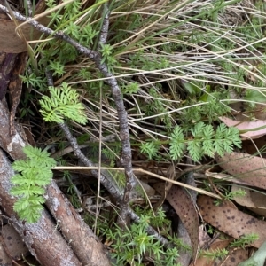 Oreomyrrhis ciliata at Cotter River, ACT - 26 Feb 2023 12:31 PM