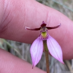 Eriochilus magenteus (Magenta autumn orchid) at Cotter River, ACT - 26 Feb 2023 by Tapirlord