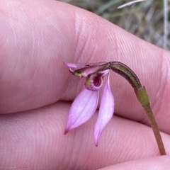 Eriochilus magenteus at Cotter River, ACT - suppressed