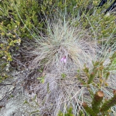 Eriochilus magenteus at Cotter River, ACT - 26 Feb 2023