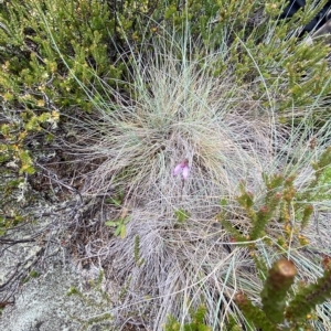 Eriochilus magenteus at Cotter River, ACT - suppressed