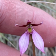 Eriochilus magenteus at Cotter River, ACT - suppressed