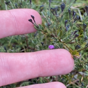 Comesperma retusum at Cotter River, ACT - 26 Feb 2023