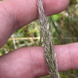 Deyeuxia sp. at Cotter River, ACT - 26 Feb 2023