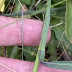 Deyeuxia sp. at Cotter River, ACT - 26 Feb 2023