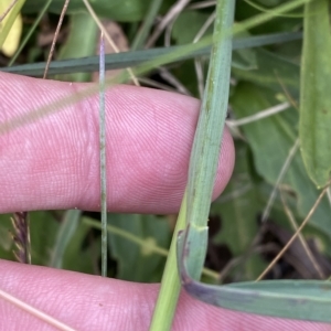 Deyeuxia sp. at Cotter River, ACT - 26 Feb 2023 12:17 PM