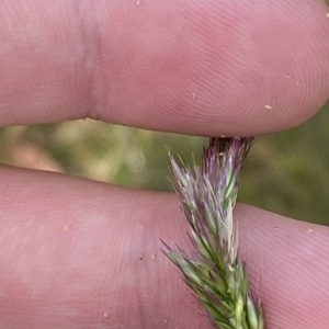 Deyeuxia sp. at Cotter River, ACT - 26 Feb 2023