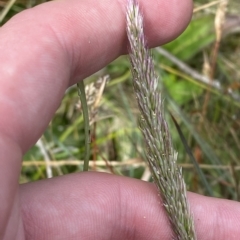 Deyeuxia sp. at Cotter River, ACT - 26 Feb 2023