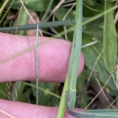 Deyeuxia sp. at Cotter River, ACT - 26 Feb 2023 12:17 PM