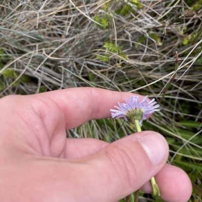 Brachyscome scapigera (Tufted Daisy) at Cotter River, ACT - 26 Feb 2023 by Tapirlord