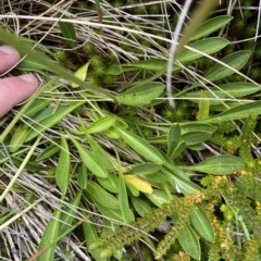 Brachyscome scapigera at Cotter River, ACT - 26 Feb 2023 12:14 PM