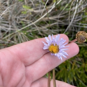 Brachyscome scapigera at Cotter River, ACT - 26 Feb 2023 12:14 PM