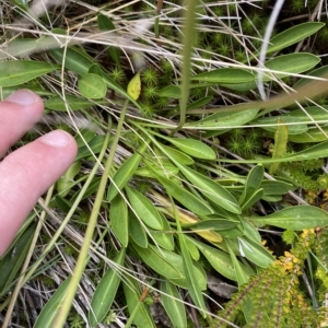 Brachyscome scapigera at Cotter River, ACT - 26 Feb 2023