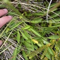 Brachyscome scapigera at Cotter River, ACT - 26 Feb 2023